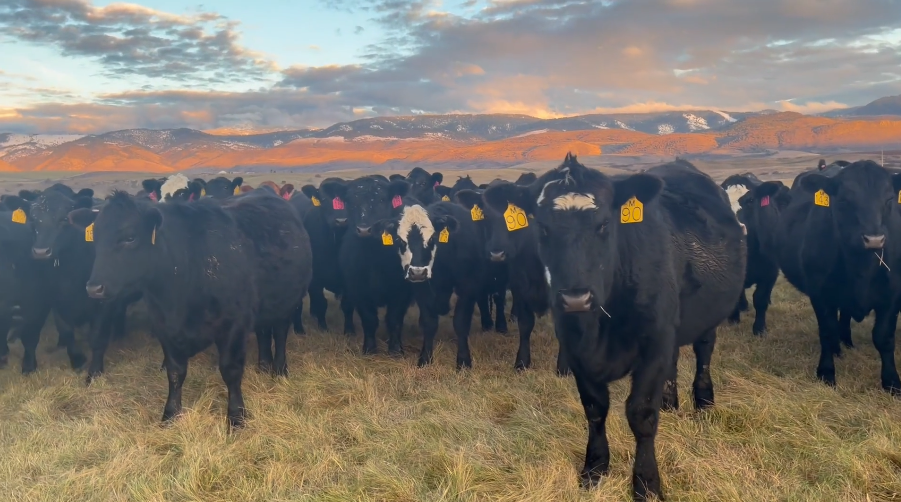 BRED HEIFERS FORSALE! -BH1120B5